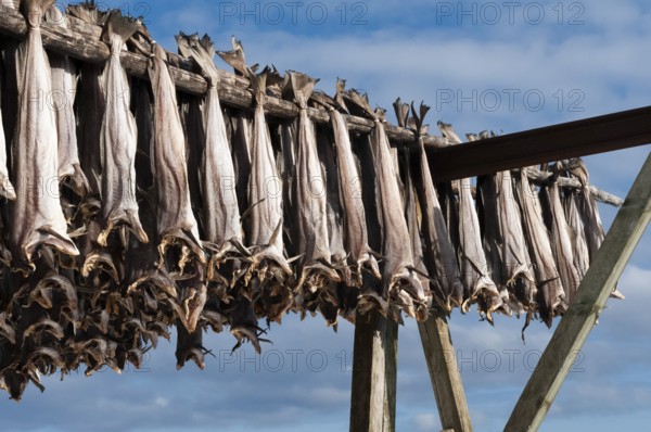 Cod from the Barents Sea, dried fish production, Reine, Lofoten Island Moskenesøya, Moskenesoya,