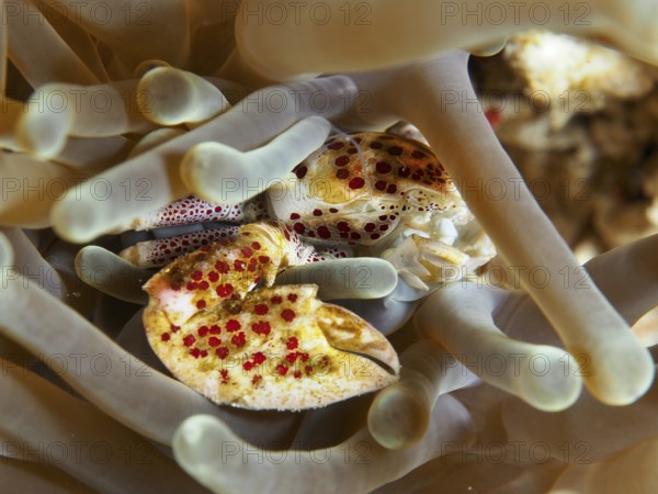 Porcelain crab, spotted porcelain crab (Neopetrolisthes maculatus), sits protected between the