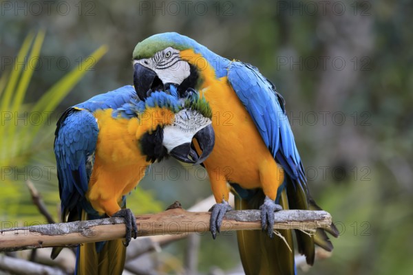 Yellow-breasted Macaw (Ara ararauna), adult, perch, pair, social behaviour, plumage care, South