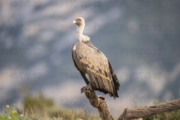 Griffon Vulture (Gyps fulvus) sitting on an old gnarled root in autumn, Pyrenees, Catalonia, Spain,