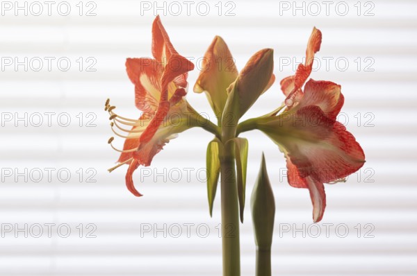Indoor photo, red amaryllis, flower (Amaryllidaceae) and stamens, buds, in front of window, roller