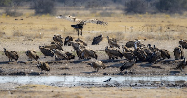 White-backed vulture (Gyps africanus), group at the waterhole, Khama Rhino Sanctuary, Botswana,