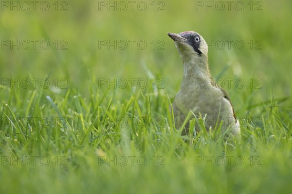 Green woodpecker (Picus viridis), young bird foraging in meadow, Rosensteinpark, Stuttgart,