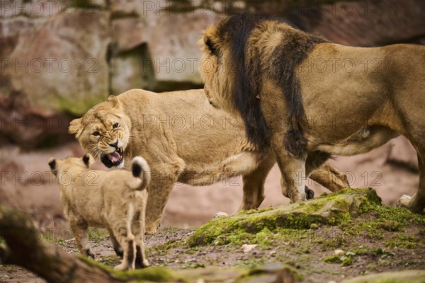 Asiatic lion (Panthera leo persica) couple with her cub, captive