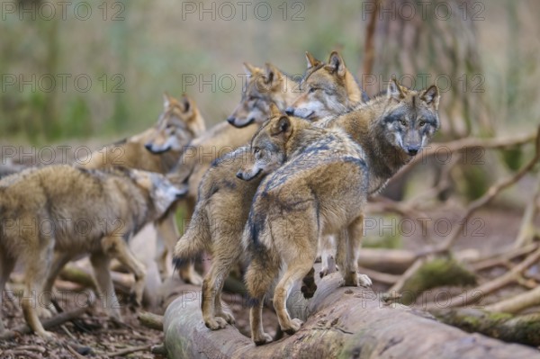Wolf (Canis lupus), pack of wolves moving together through a dense forest, surrounded by trees and