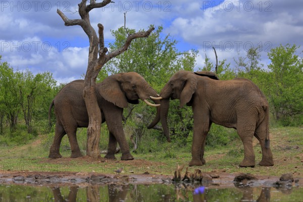 African elephant (Loxodonta africana), adult, male, two bulls, fighting, wrestling, at the water,