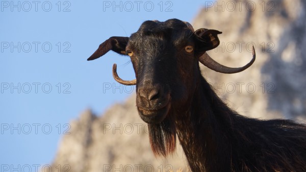 A goat with horns and beard stands at attention against a rocky background, sheep (e) or goat (n),