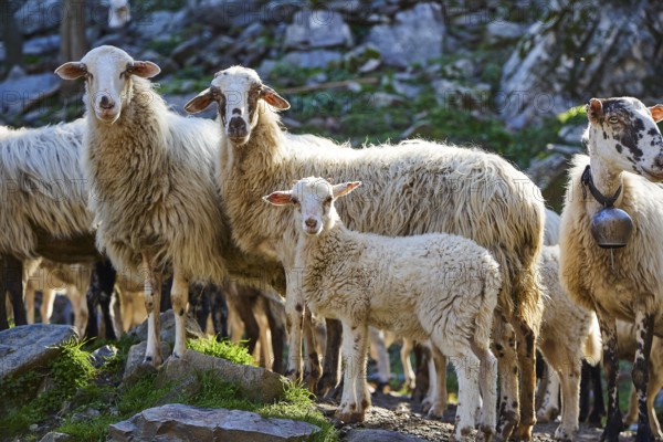 Flock of sheep with lamb between rocks on pastureland, sheep (e) or goat (n), ovis, caprae, Crete,