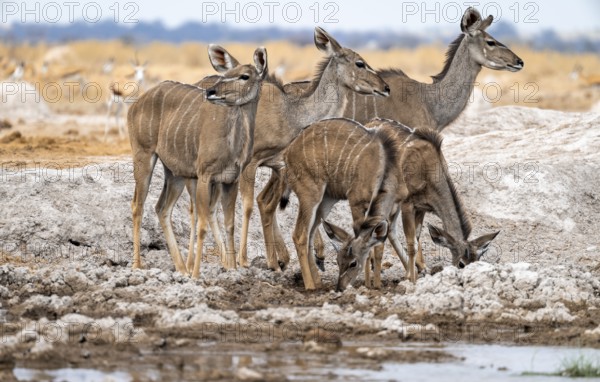 Greater kudu (Tragelaphus strepsiceros), group, adult females and two juvenile males, drinking at a