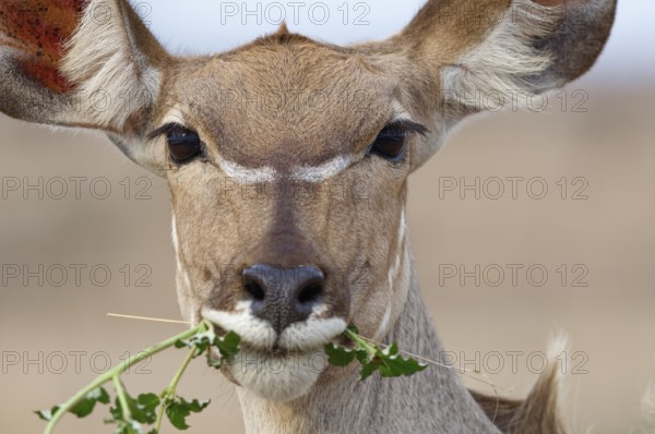 Greater kudu (Tragelaphus strepsiceros), adult female feeding on plants, looking at camera, head