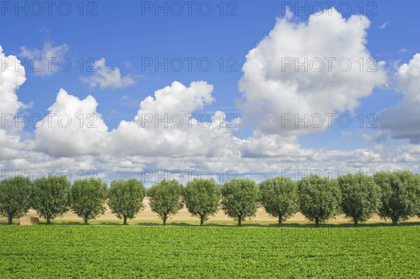 Row of white willows (Salix alba) trees lining country road, dirt road along field on a cloudy day