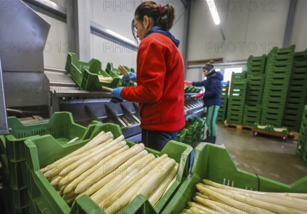 Wesel, North Rhine-Westphalia, Germany, harvest workers from Eastern Europe wash and sort the