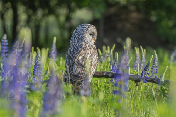One Ural owl (Strix uralensis) sitting on a branch lying in a field of flowering lupines in late