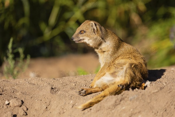 One yellow mongoose, Cynictis penicillata, or red meerkat resting on sand, eyes open