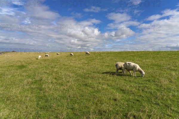 Sheep on the dyke of the Nordstrand peninsula, Nordfriesland district, Schleswig-Holstein, Germany,