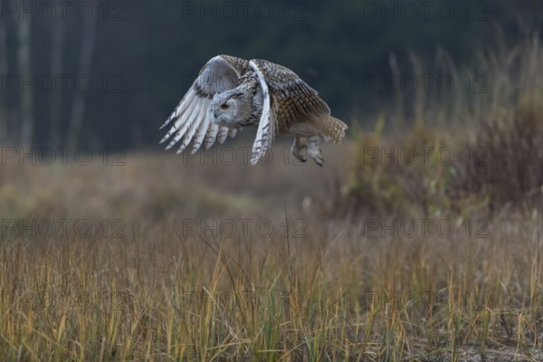 One Siberian Eagle Owl (Bubo bubo sibiricus) flying over tall reed grass lakeshore on an autumnal