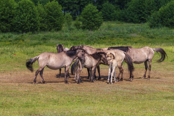 A herd of tarpans (Equus ferus) stands in a clearing in the Masuria tarpan horse reserve, belonging