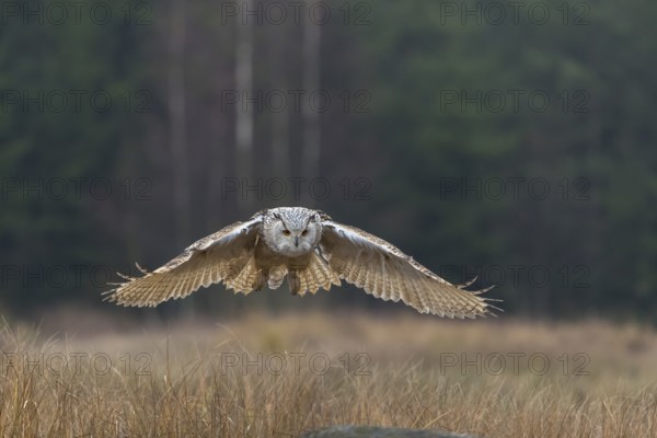 One Siberian Eagle Owl (Bubo bubo sibiricus) landing on a rock between tall reed grass lakeshore on