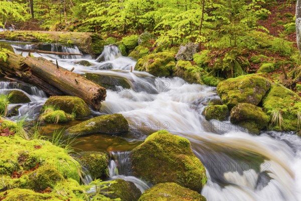 Kleine Ohe creek below Waldhaeuser village in the Bavarian Forest Nationalpark. Flowing water,