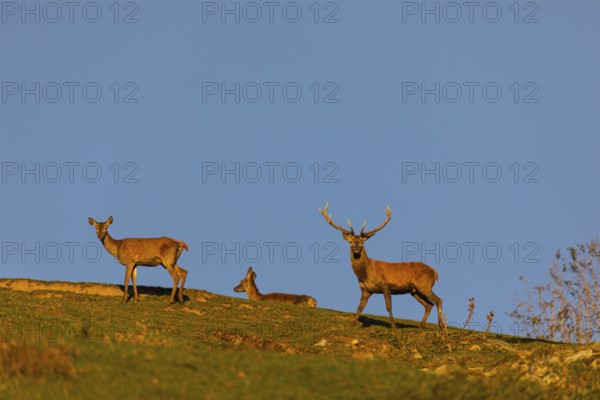 One Red Deer stag (Cervus elaphus) and two does walking along a hill crest in late light with a
