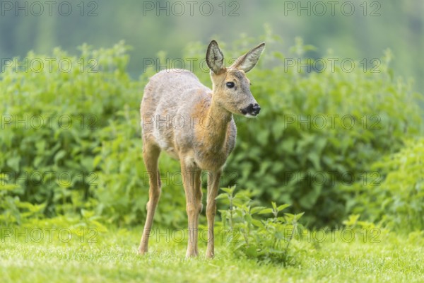 One female Roe Deer, (Capreolus capreolus), walking thru a thicket of stinging nettle in late