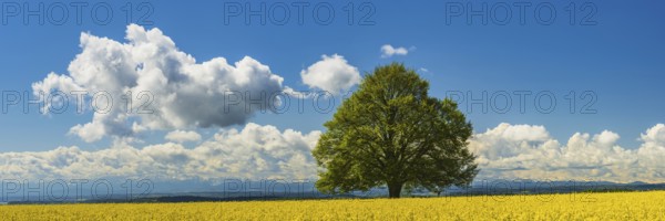 Lime tree (Tilia) on the Hödinger Berg, Hödingen, Lake Constance district, Upper Swabia,