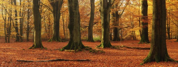 Panorama, huge old beech trees in the Hutewald forest in autumn in full autumn colour, natural