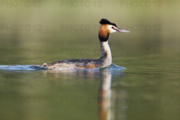 Great crested grebe (Podiceps scalloped ribbonfish), floating on the water in the morning light,