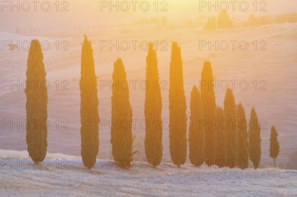 Cypress tres in a typical Tuscan landscape in Val d'Orcia with hills at sunrise in summer, Tuscany,