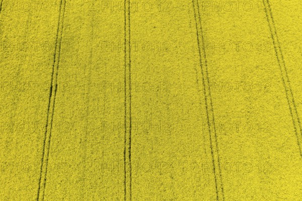 Aerial view of traces in a flowering rape field (Brassica nappa), district of Leipzig, Saxony,