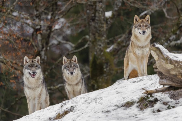 Three grey wolves (Canis lupus lupus) stand on a snow-covered hill behind a fallen tree on a cold,