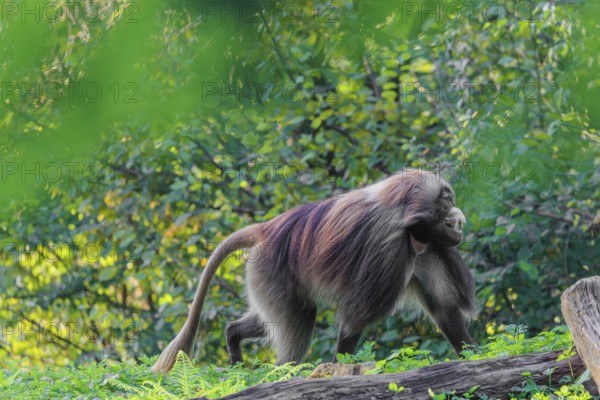 An adult male gelada (Theropithecus gelada), or bloodheart monkey, runs across a green meadow. A