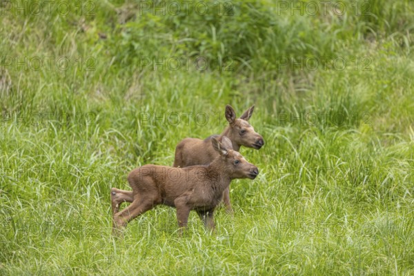 Two baby moose or elk, Alces alces, (19 days old, born May 8, 2020) walking through tall fresh