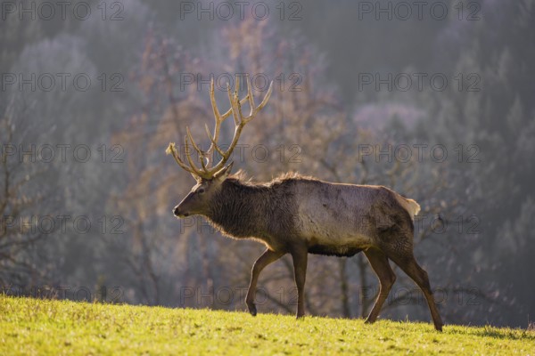 An Altai maral stag, Altai wapiti or Altai elk (Cervus canadensis sibiricus) stands in a meadow in