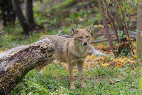A golden jackal (Canis aureus) stands behind a rotting tree lying on the ground between bushes and