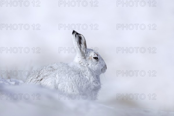 Mountain hare, alpine hare, snow hare (Lepus timidus) in white winter pelage resting in the hills
