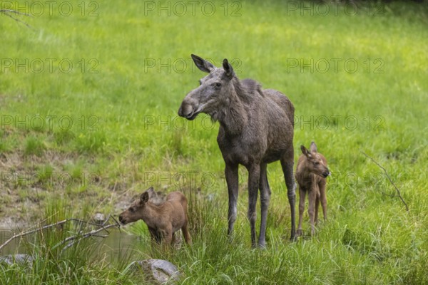 Two baby moose or elk (19 days old, born May 8, 2020) and their mother, Alces alces, standing on a