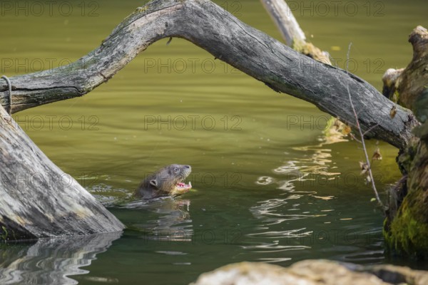 A giant otter or giant river otter (Pteronura brasiliensis) swims in a small river