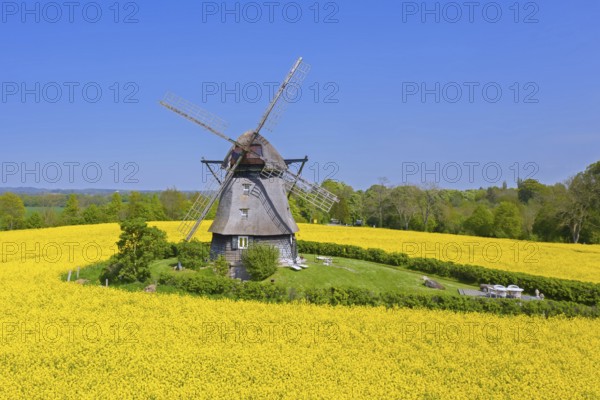 Farver Mühle, Farver windmill, smock mill in flowering rape field at Wangels, municipality in
