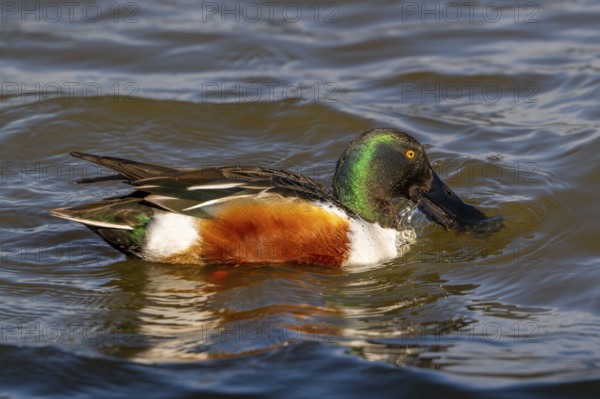 Northern shoveler (Spatula clypeata) adult male skimming crustaceans and plankton from the water's