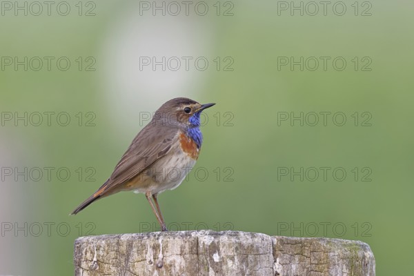 Bluethroat (Luscinia svecica cyanecula), male, on a pasture fence post, wildlife, Lembruch, Ochsen