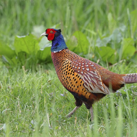 Pheasant, hunting pheasant (Phasianus colchicus), adult male bird in a meadow, animal portrait,