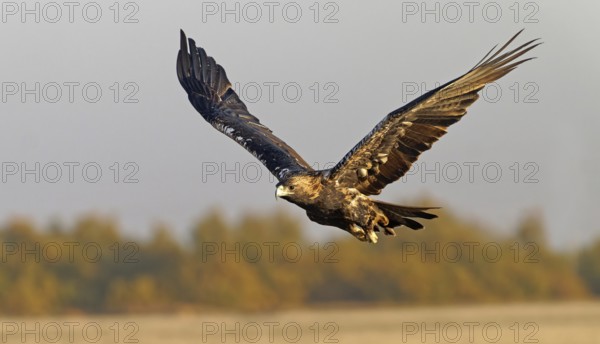 Spanish imperial eagle (Aquila adalberti) in flight at first morning light, Castilla-La Mancha,