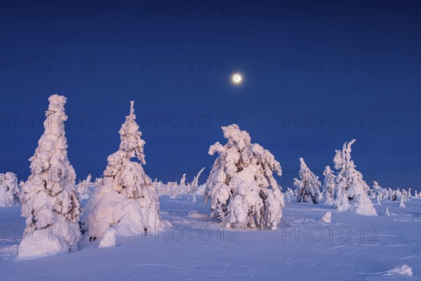 Tykky forest, snow covered spruce trees on the taiga at full moon in winter, Riisitunturi National