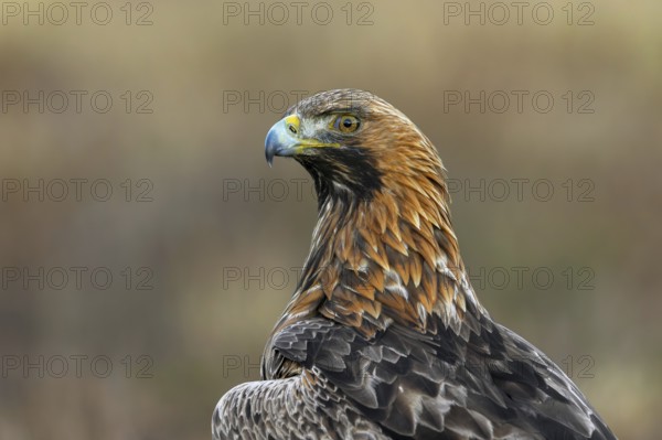 European golden eagle (Aquila chrysaetos chrysaetos) close-up portrait of adult sitting in