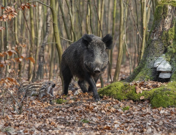 Wild boar, wild boar (Sus scrofa), a wild goat and young boar looking for food in the forest,