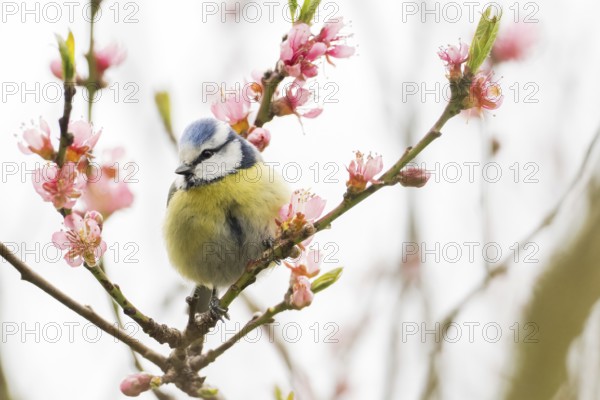 A blue tit (Parus caeruleus) on a branch with pink flowers, surrounded by soft spring colours,