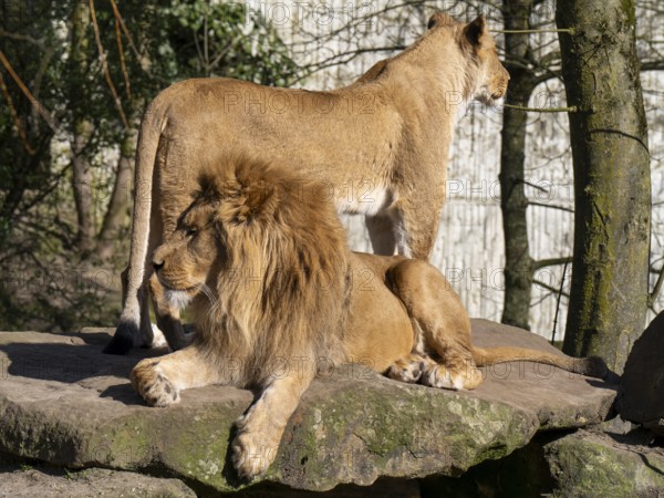 Two lions (Panthera leo) on a rocky plateau, male lion lying, female lion standing, occurring in