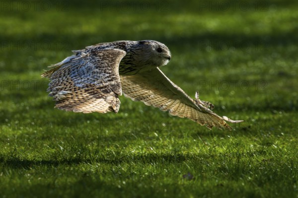 An owl flies with outstretched wings close to the ground over grass, Siberian Eagle Owl (Bubo