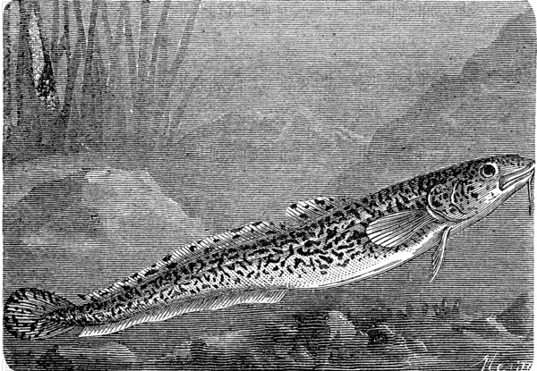 Burbot, burbot caterpillar, Lota lota, a bony fish from the burbot family, historical, digital